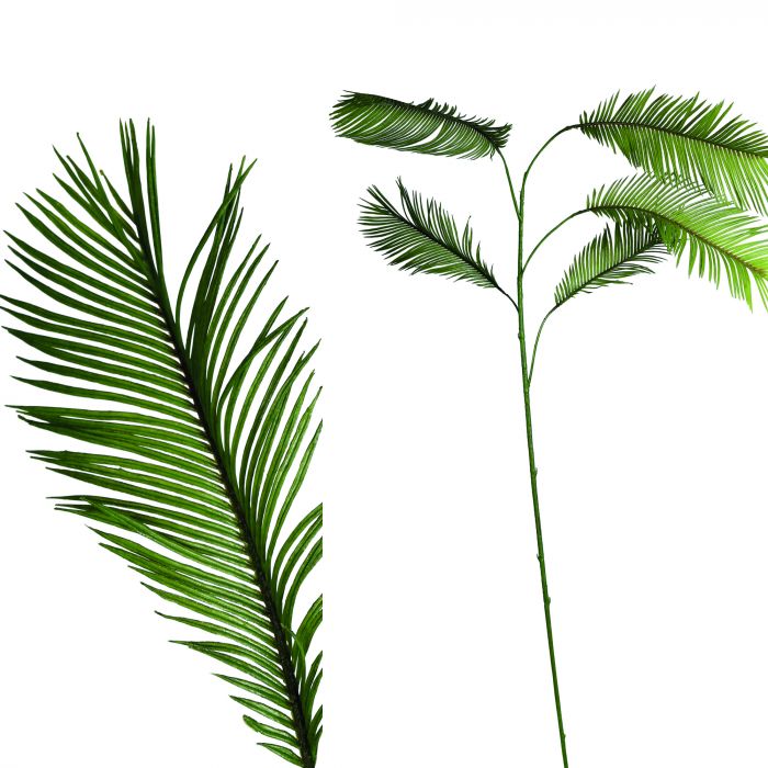 Fern plant groen cycas 