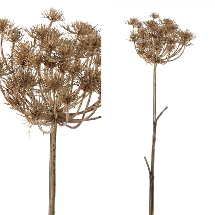 Twig plant light brown large queen annes lace stem 