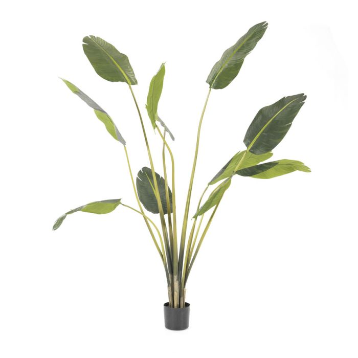 Strelitzia - large - 220cm