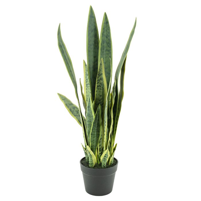  Sansevieria - large - 133cm